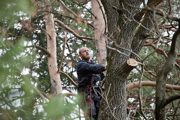 How Our Tree Care Process Works  in  Wrightsboro, NC